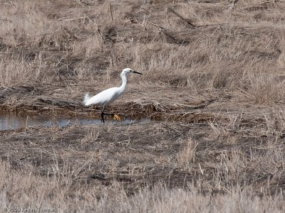 20090425_Scarborough-Marsh-ME_0008