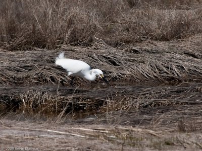 20090425_Scarborough-Marsh-ME_0011