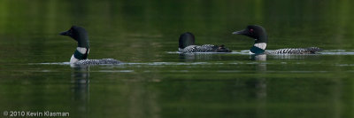 Common Loons