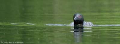 Common Loon