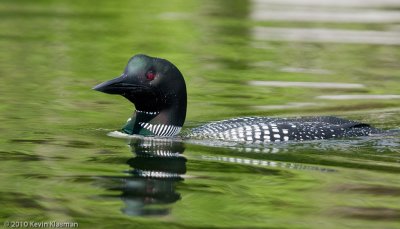 Common Loon - Antrim NH - May 29, 2010