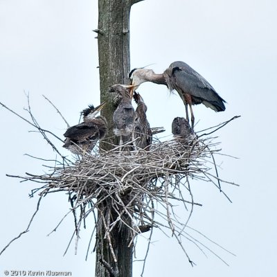 Great Blue Heron and chicks