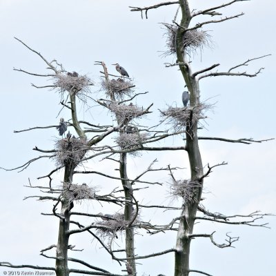 10 Great Blue Heron nests!