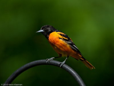 Baltimore Oriole (m)