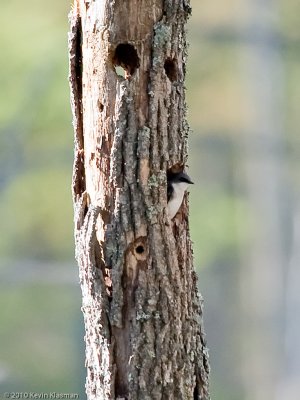 Tree Swallow in tree cavity