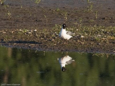 Franklin's Gull - Stevensville MT - June 24, 2007