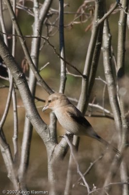 Immature Northern Shrike