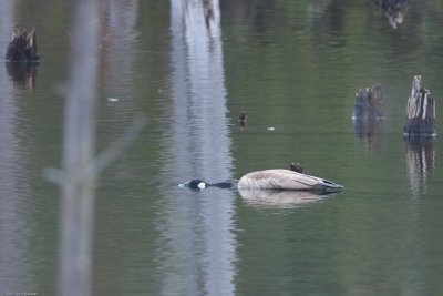 Sleeping or sick goose?