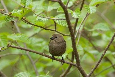 Female Brown-headed Cowbird