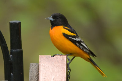 Male Baltimore Oriole on the suet feeder
