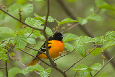 Male Baltimore Oriole in the trees