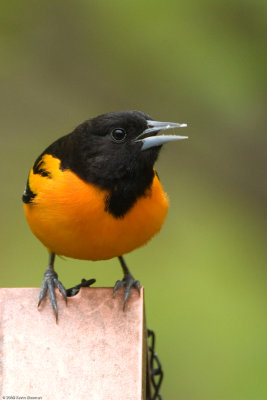 Male Baltimore Oriole closeup