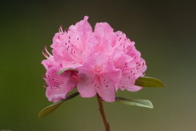 Azalea