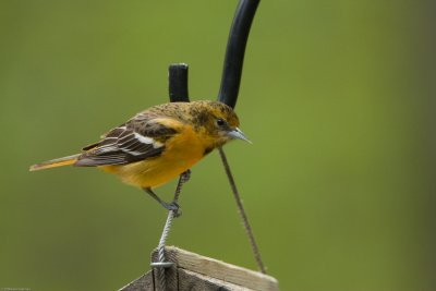 Female Baltimore Oriole