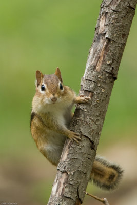 Eastern Chipmunk