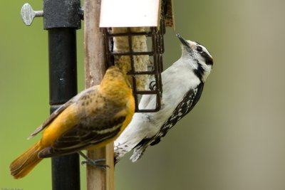 Oriole and Downy Woodpecker share the suet feeder
