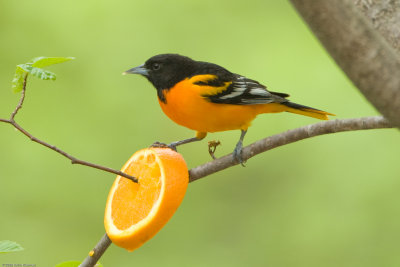 Male Baltimore Oriole holding down an orange slice