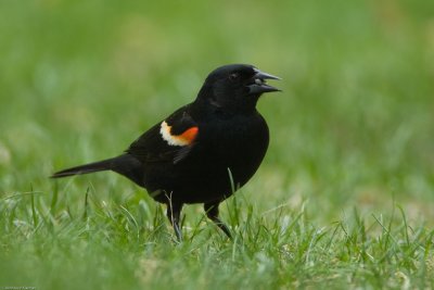 Male Red-winged Blackbird