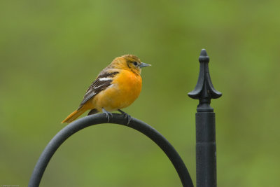 Female Baltimore Oriole