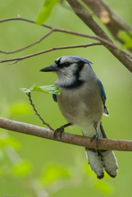 Blue Jay