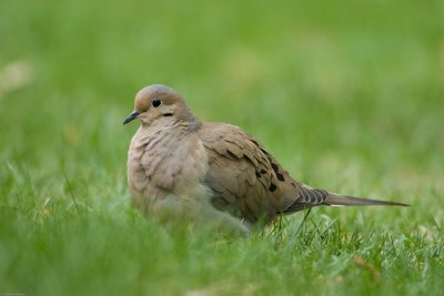 Mourning Dove