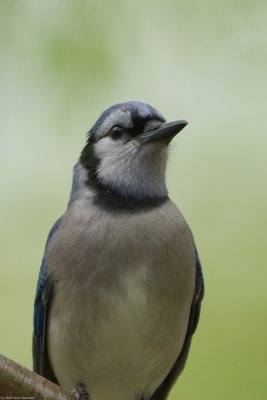 Hero shot of a Blue Jay