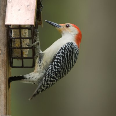 Male Red-bellied Woodpecker we named Elvis