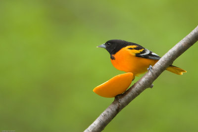 Male Baltimore Oriole and orange slice