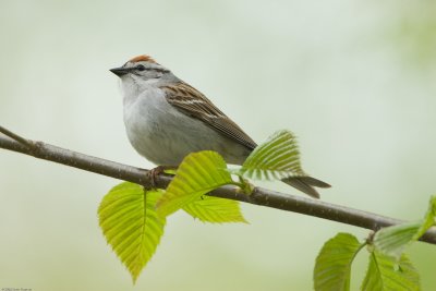 Chipping Sparrow