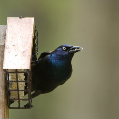 Common Grackle on the suet feeder