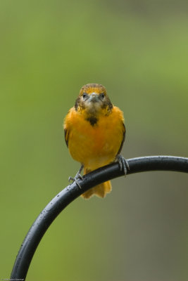 Female Baltimore Oriole looking into the camera