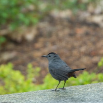 Poor image of a Gray Catbird...my first sighting ever