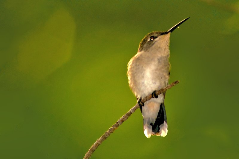 Hummingbird