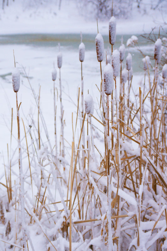 Winter Cattails