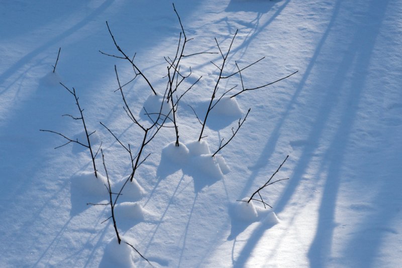 Twig Shadows