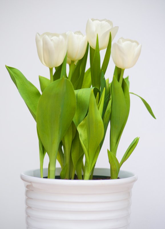 Tulips Vert