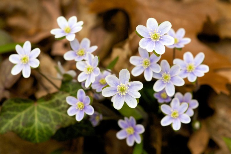 Blue Hepaticas