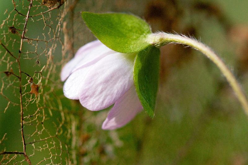 Hepatica leaf veins