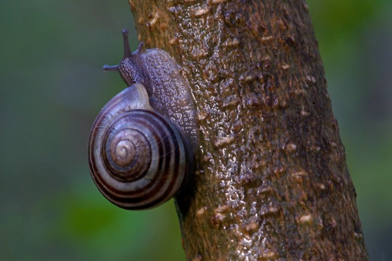 Snail