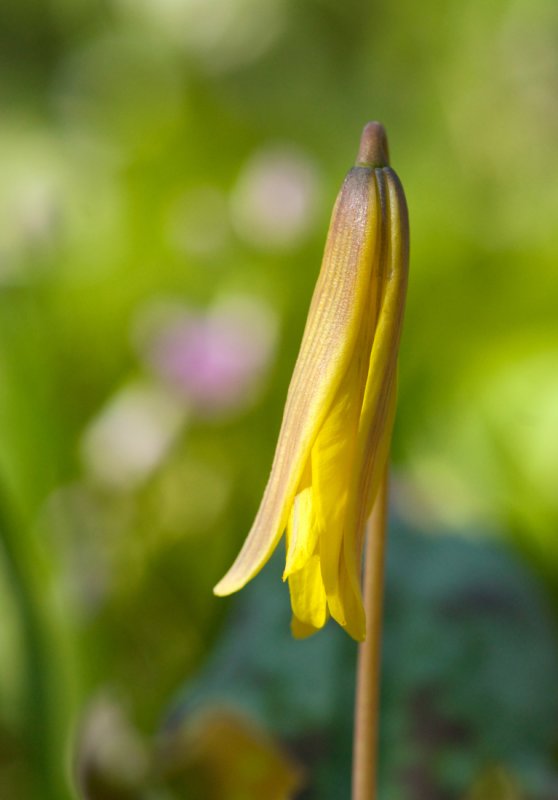 Trout Lily