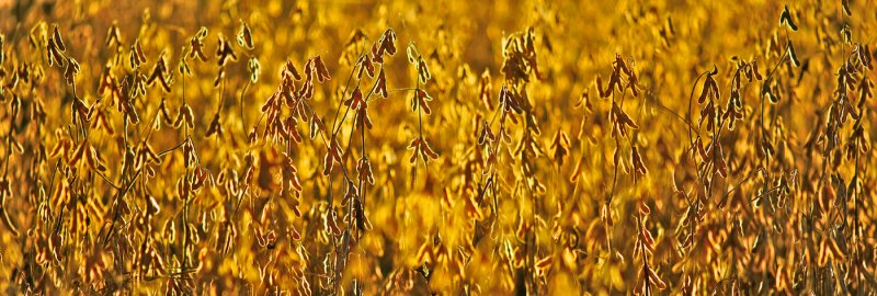 Backlit Soybeans