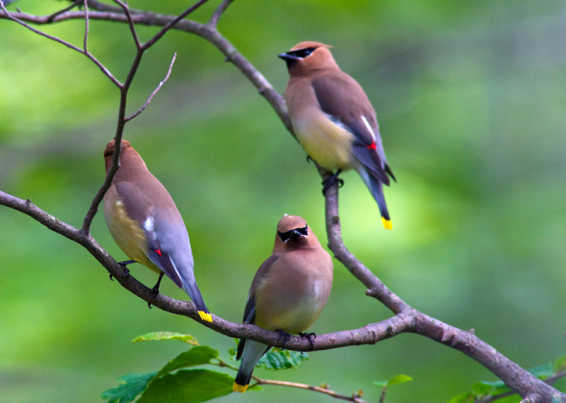 Cedar Waxwings