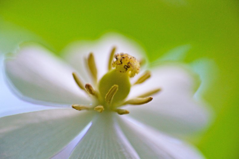 Mayapple