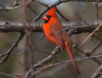 Cardinal