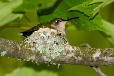 Hummingbird Nesting