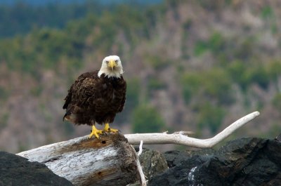 Bald Eagle