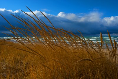 Dune Grass Storm