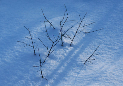 Snow twigs