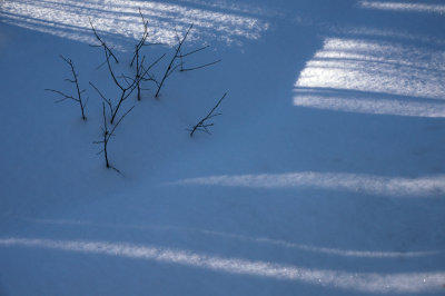 Snow twigs 2
