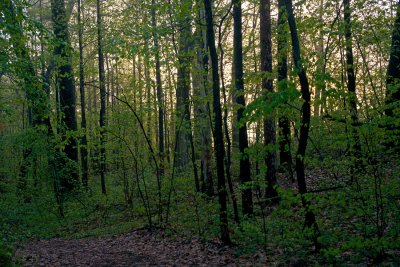 Forest at Dawn